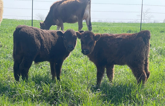 Pasture-Raised Beef: A Day in the Life of Cattle at 1984 Farms