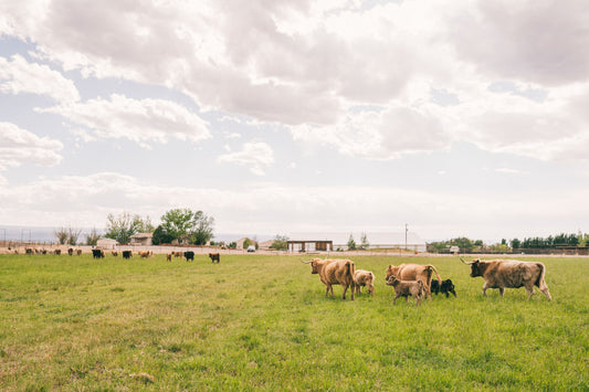 Holistic Regenerative Farming: Why Soil Health, Animal Health, and Human Health Are Connected