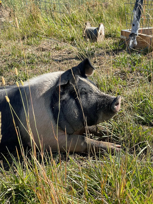 Pastured Pork: How is it different?